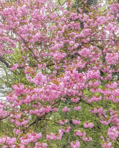 Cherry Blossoms in Spring, the Netherlands