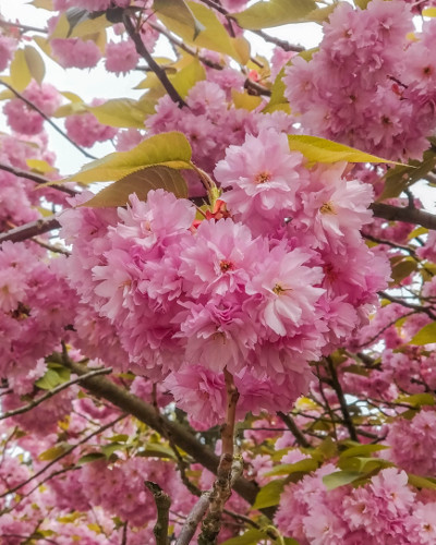 Cherry Blossoms in Spring, the Netherlands