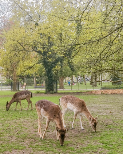 Deers in Spring, the Netherlands