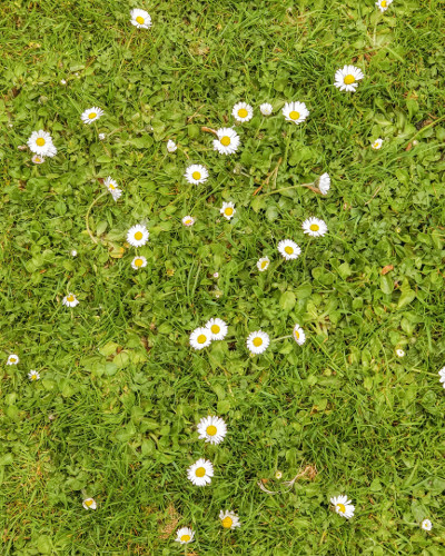 Daisies in Spring, the Netherlands