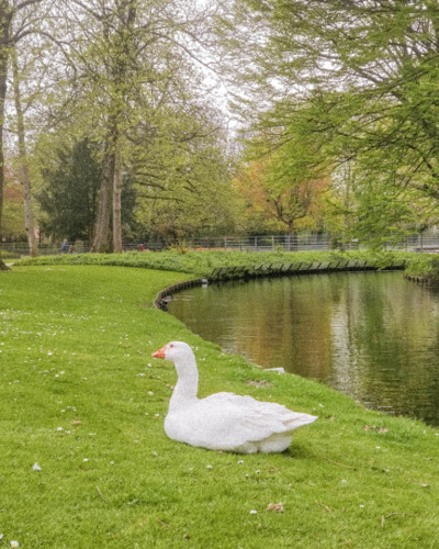 Spring Photo Guide - Greenery