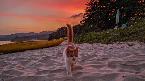 Sunset cat on the beach in Koh Yao Yai, Thailand