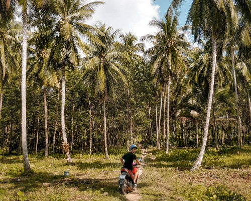 Driving the scooter through a palm tree forest in Koh Yao Yai, Thailand