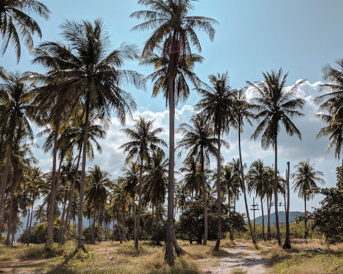 Palm trees in Koh Yao Yai, Thailand