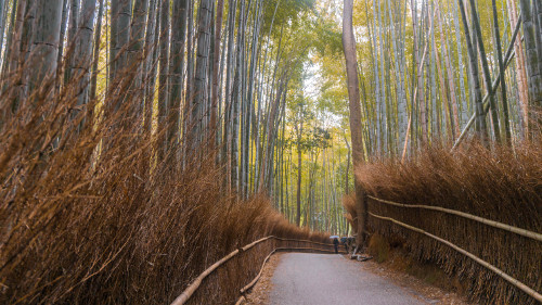 Arashiyama Bamboo Forest in Kyoto, Japan