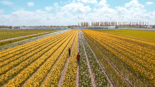Daffodil field in Noordwijkerhout, the Netherlands