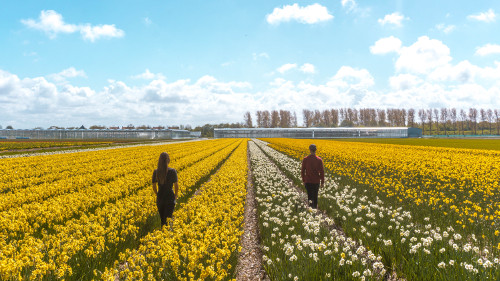 Daffodil field in Noordwijkerhout, the Netherlands