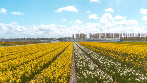 Daffodil field in Noordwijkerhout, the Netherlands