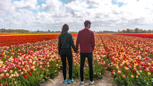 Tulip field in Noordwijkerhout, the Netherlands
