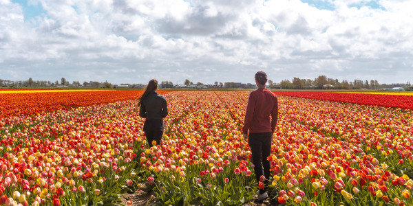 Tulip field in Noordwijkerhout, the Netherlands