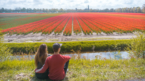 Tulip field in Lisse, the Netherlands