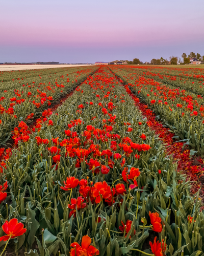 Cut Tulips in Goeree-Overflakkee, the Netherlands