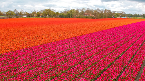 Best tulip fields in the Netherlands in Flevoland