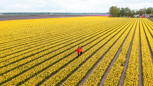 Best tulip fields in the Netherlands in Flevoland
