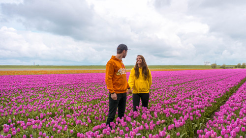 Best tulip fields in the Netherlands in Flevoland