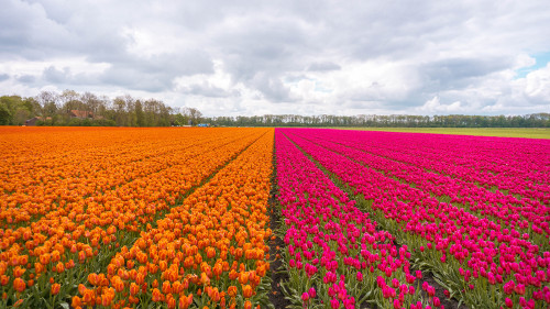 Best tulip fields in the Netherlands in Flevoland