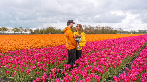 Best tulip fields in the Netherlands in Flevoland