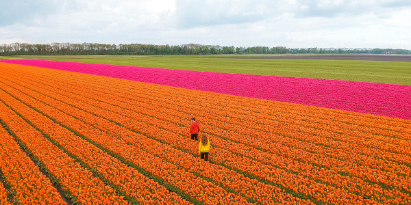 Best tulip fields in the Netherlands in Flevoland