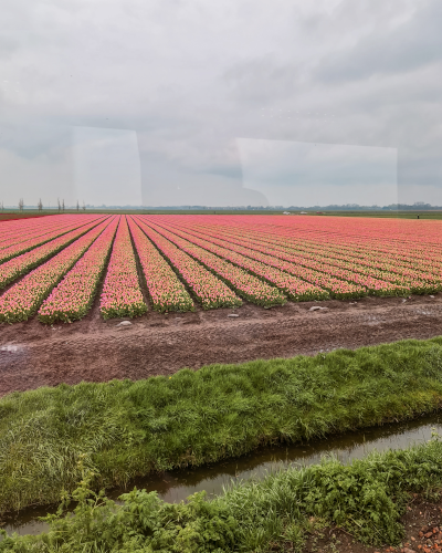 Exploring the Tulip Fields by Historic Steam Tram, Museumstoomtram Hoorn, the Netherlands