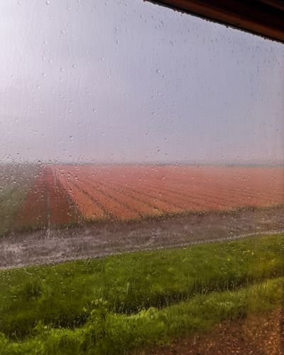 Exploring the Tulip Fields by Historic Steam Tram, Museumstoomtram Hoorn, the Netherlands