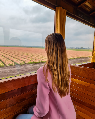 Exploring the Tulip Fields by Historic Steam Tram, Museumstoomtram Hoorn, the Netherlands