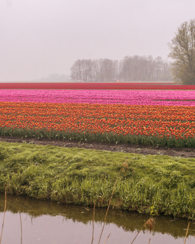 Exploring the Tulip Fields by Historic Steam Tram, Museumstoomtram Hoorn, the Netherlands