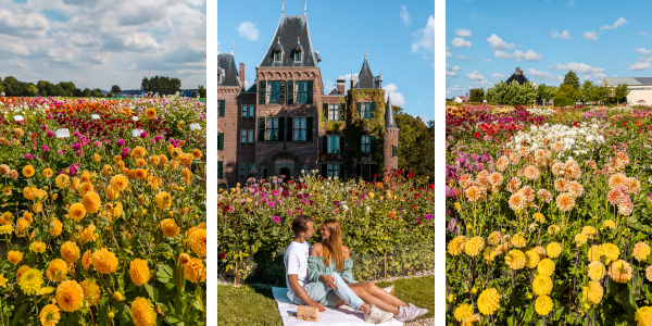 Dahlia Fields in the Netherlands