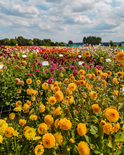 Dahlias at ILoveDahlia Flower Farm in the Netherlands