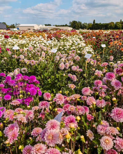 Dahlias at ILoveDahlia Flower Farm in the Netherlands