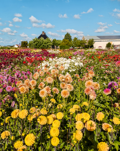 Dahlias at De Tulperij in the Netherlands