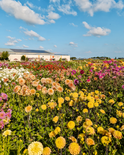 Dahlias at De Tulperij in the Netherlands