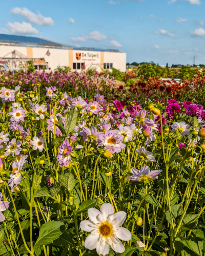 Dahlias at De Tulperij in the Netherlands