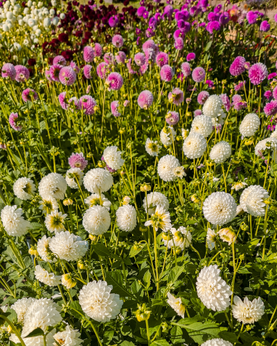 Dahlias at De Tulperij in the Netherlands