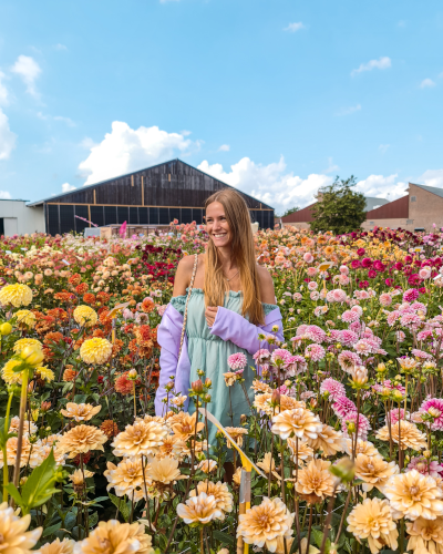 Dahlias at ILoveDahlia Flower Farm in the Netherlands