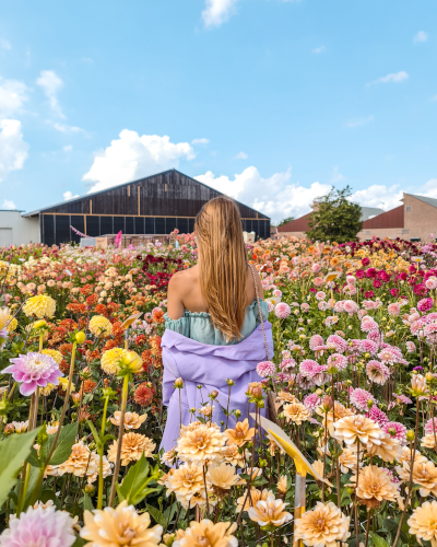 Dahlias at ILoveDahlia Flower Farm in the Netherlands