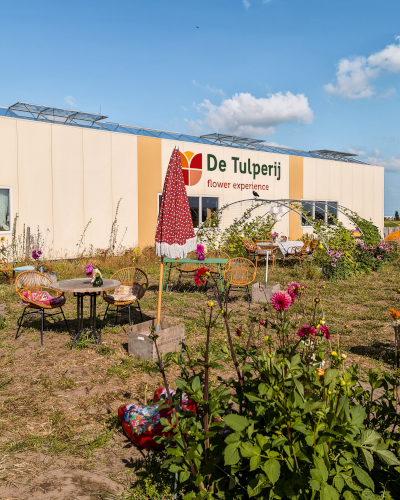 Dahlias at De Tulperij in the Netherlands