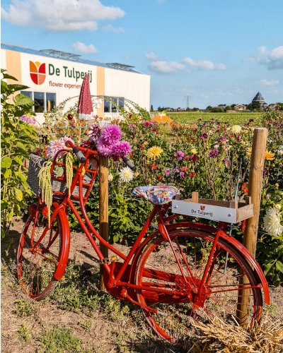 Dahlias at De Tulperij in the Netherlands