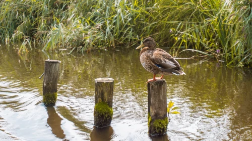 De Alde Feanen in Friesland, the Netherlands