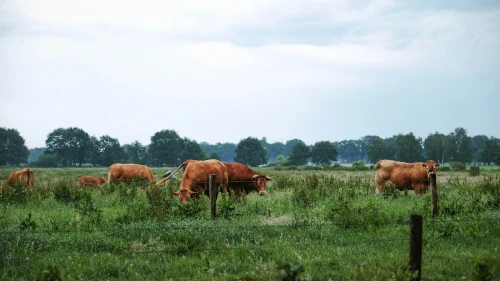 De Groote Peel in the Netherlands