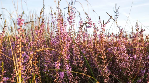 Heather in the Veluwe, the Netherlands