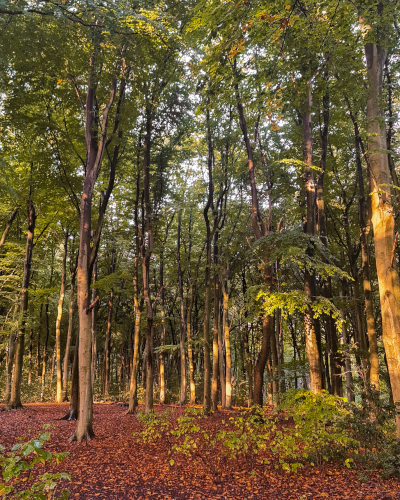 The Hague Forest in the Netherlands