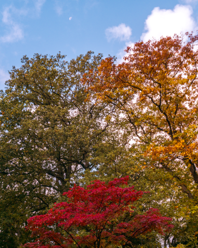 Japanese Garden in The Hague, the Netherlands