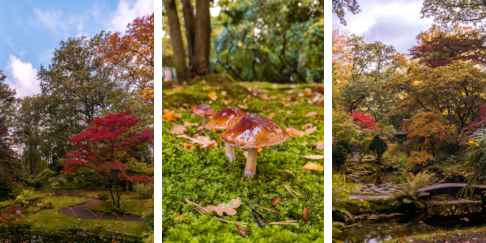 Japanese Garden in The Hague, the Netherlands