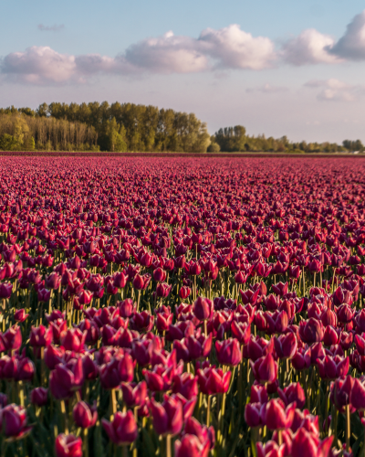 Tulip Fields in Goeree-Overflakkee, the Netherlands