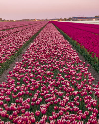 Tulip Fields in Goeree-Overflakkee, the Netherlands