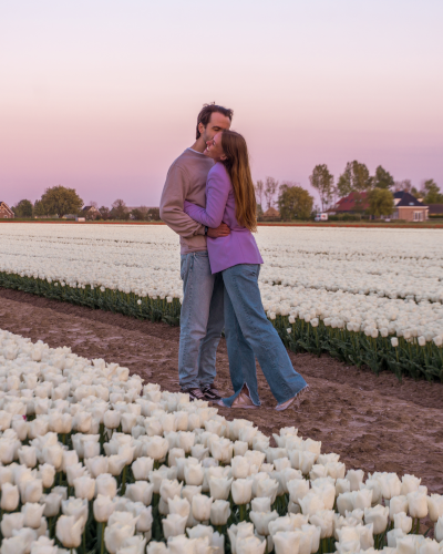 Tulip Fields in Goeree-Overflakkee, the Netherlands