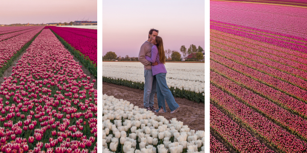 Tulip Fields in Goeree-Overflakkee, the Netherlands