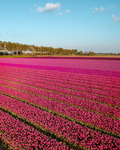 Tulip Fields in Goeree-Overflakkee, the Netherlands