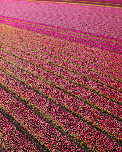 Tulip Fields in Goeree-Overflakkee, the Netherlands