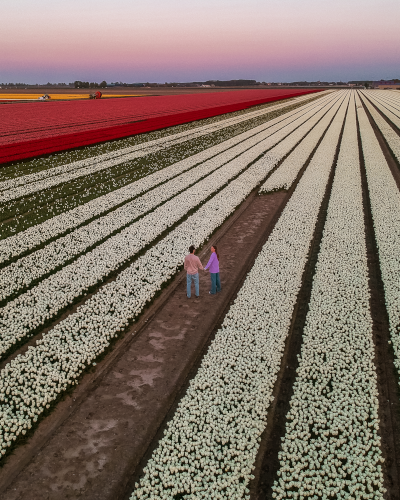 Tulip Fields in Goeree-Overflakkee, the Netherlands